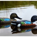 Shoveler (Spooney) 1x Drake & 1x Hen Decoys