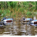 Shoveler (Spooney) 1x Drake & 1x Hen Decoys