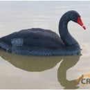 Black Swan Decoy 2 Piece Pack - 1 Upright, 1 Tilted Head 340mm Length Each