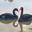 Black Swan Decoy 2 Piece Pack - 1 Upright, 1 Tilted Head 340mm Length Each