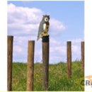 Full Body Owl Decoy - 520mm - 20.5"