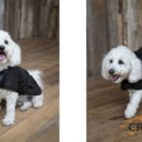 OilSkin Dog Vest 'Clancy' Dog Coat By OutBack Trading Co, 7 Sizes